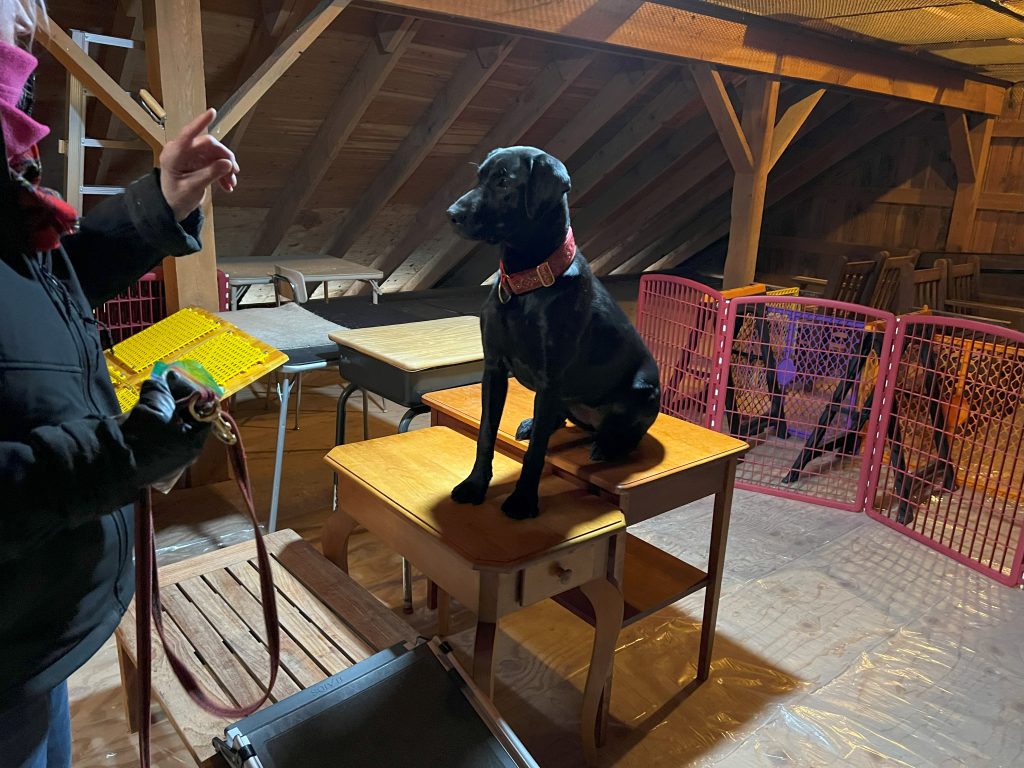 Black lab retriever sitting on top of two tables with handler standing and facing the dog.